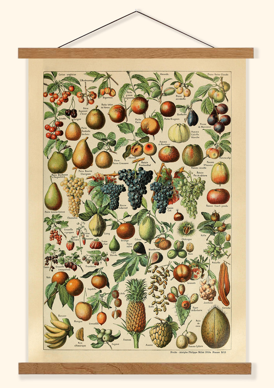 Fruits - Adolphe Philippe Millot 1910s | France