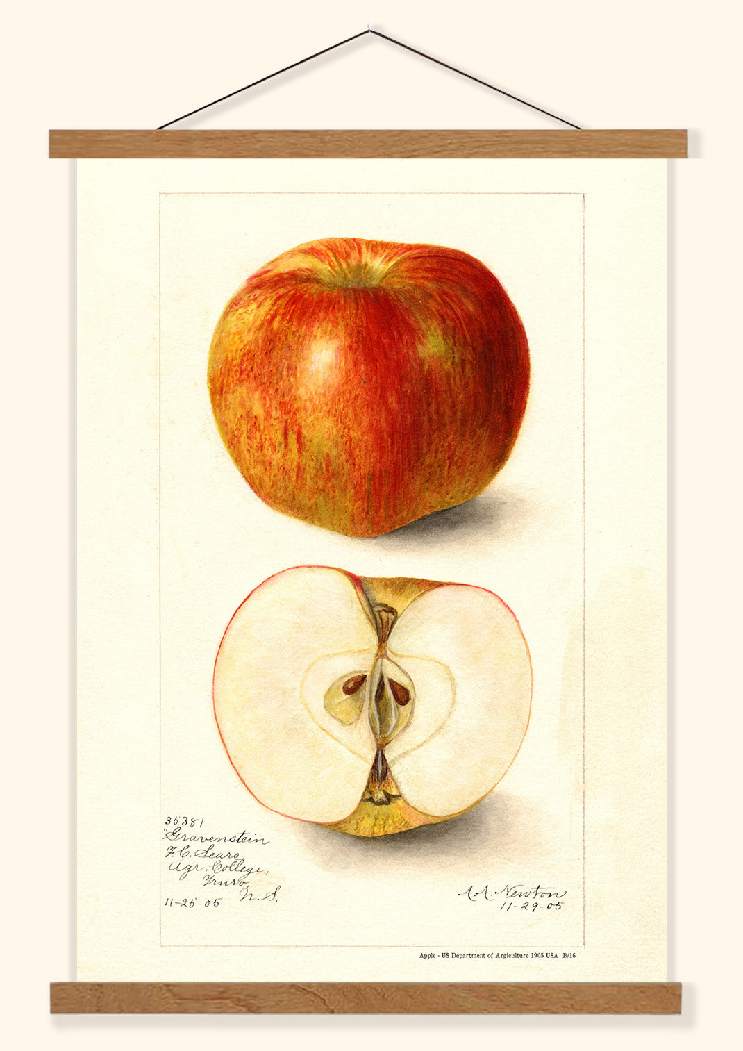 Apple - US Department of Agriculture 1905 | USA
