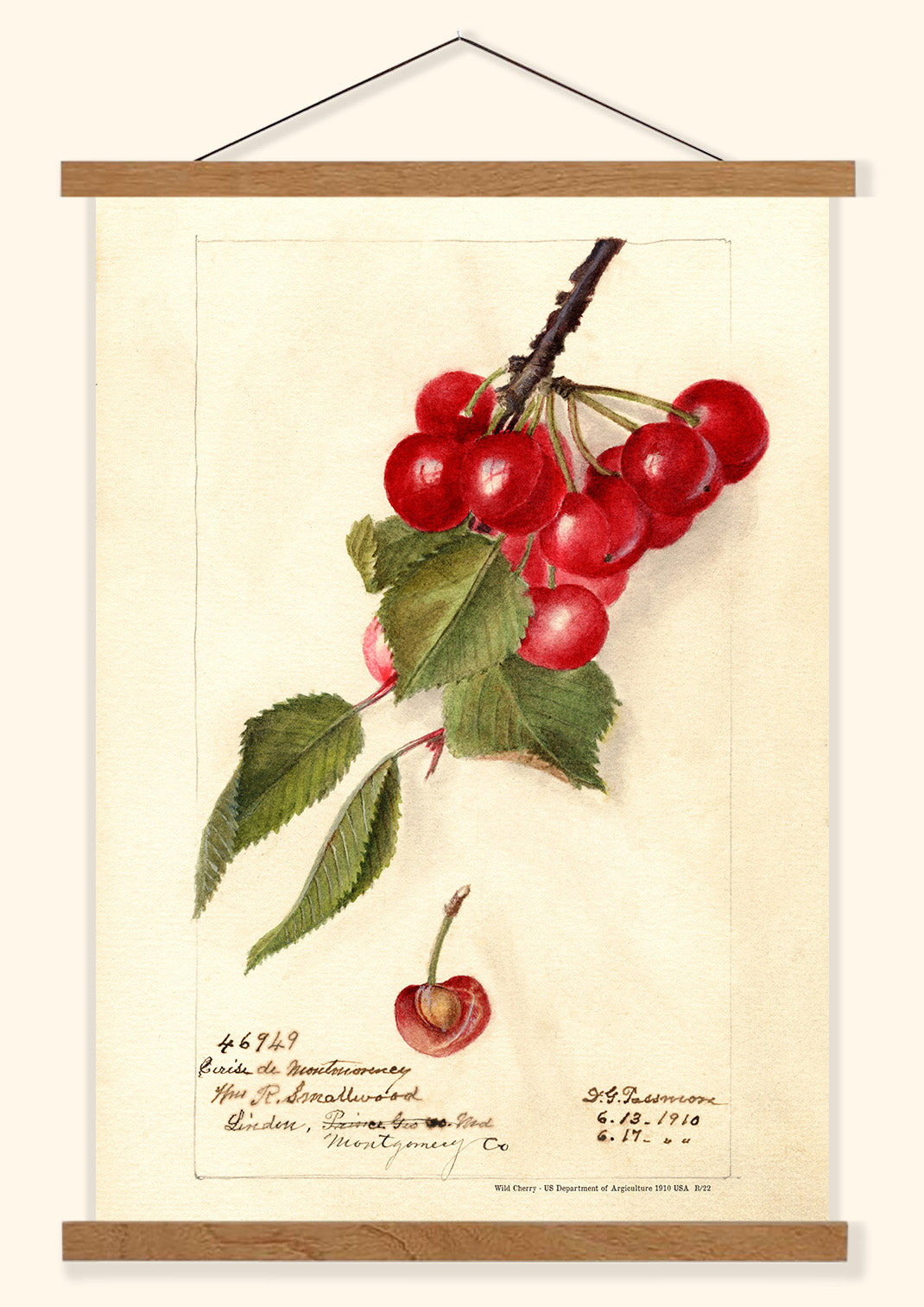 Wild Cherries - US Department of Agriculture 1910 | USA