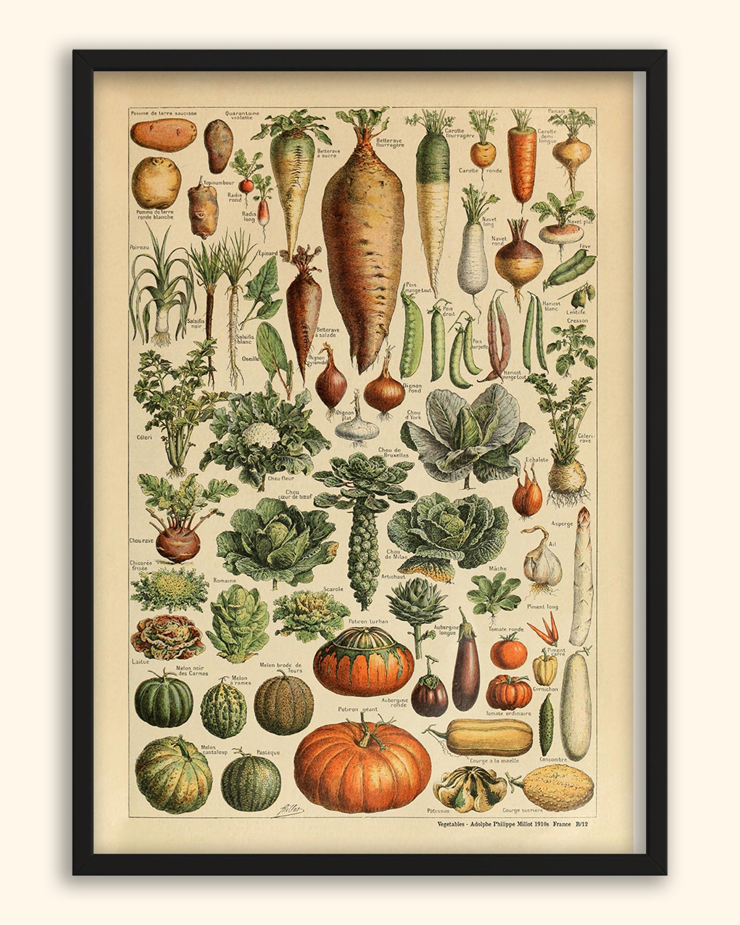 Vegetables -  Adolphe Philippe Millot 1910s | France