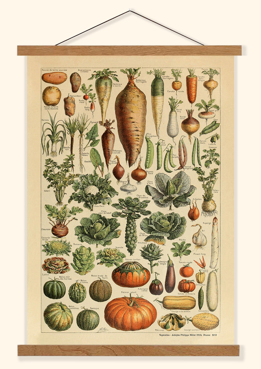 Vegetables -  Adolphe Philippe Millot 1910s | France