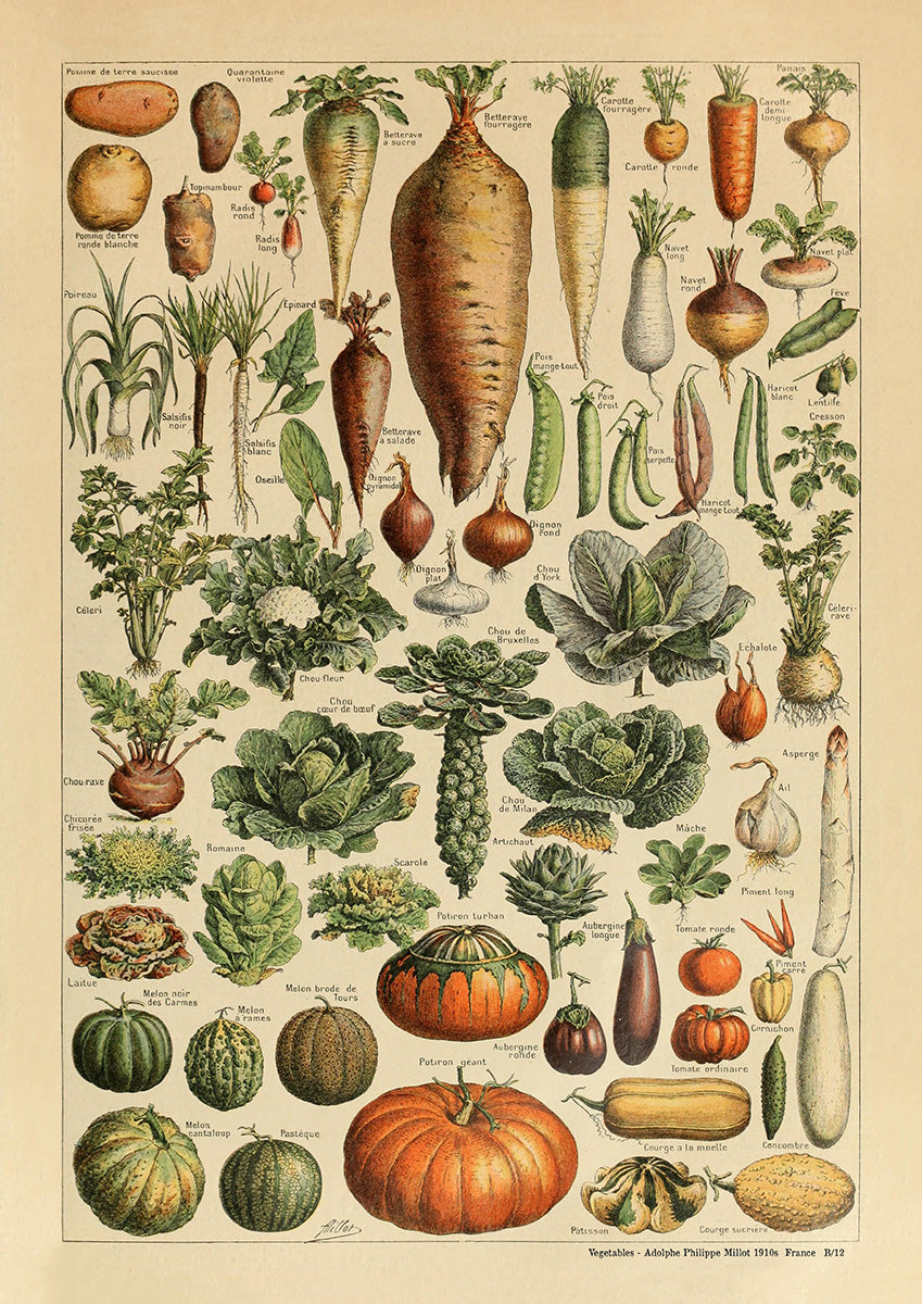 Vegetables -  Adolphe Philippe Millot 1910s | France