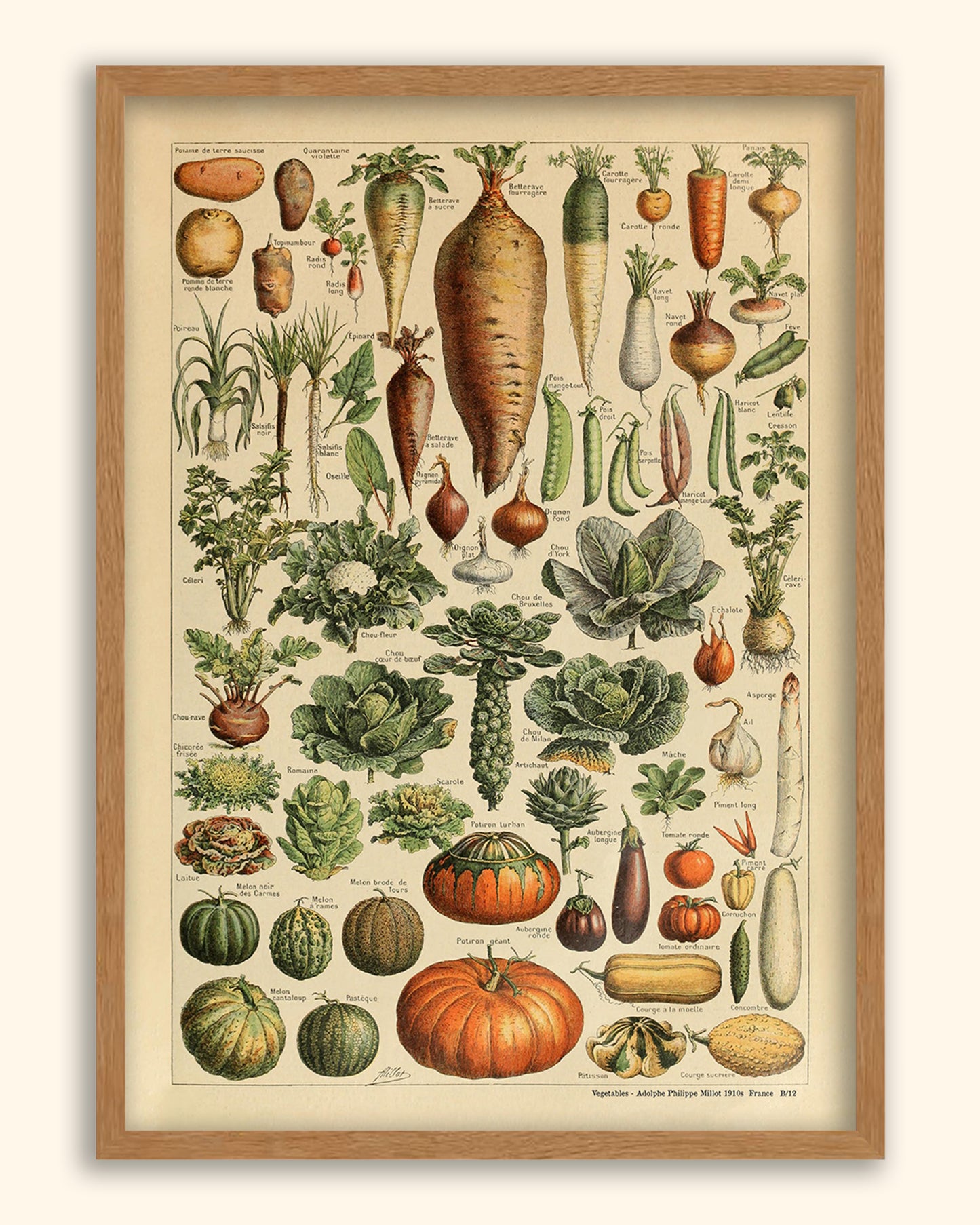 Vegetables -  Adolphe Philippe Millot 1910s | France