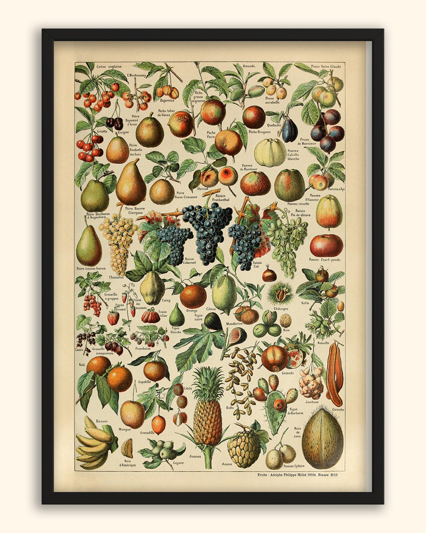 Fruits -  Adolphe Philippe Millot 1910s | France