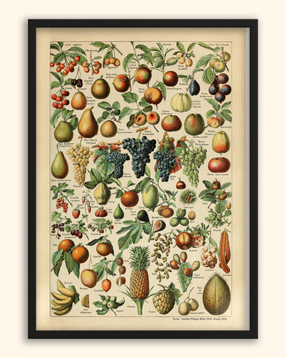 Fruits -  Adolphe Philippe Millot 1910s | France