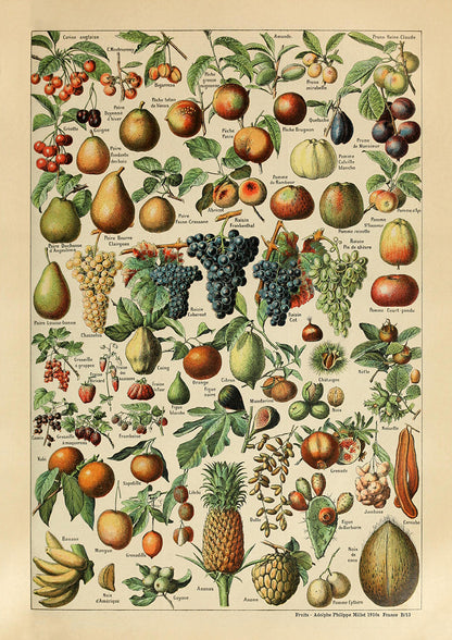 Fruits -  Adolphe Philippe Millot 1910s | France
