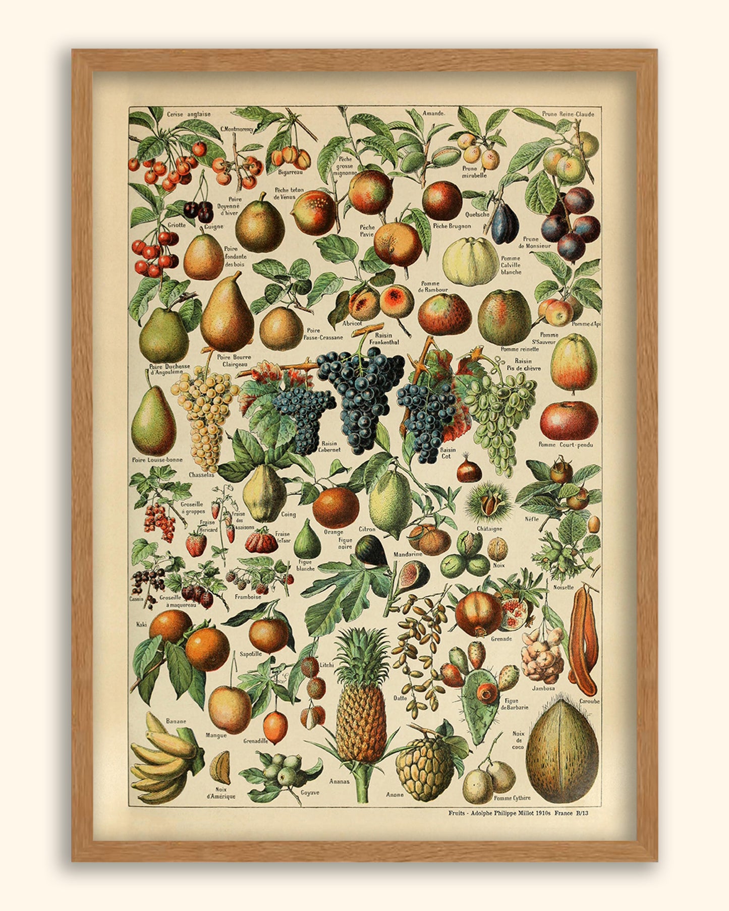 Fruits -  Adolphe Philippe Millot 1910s | France