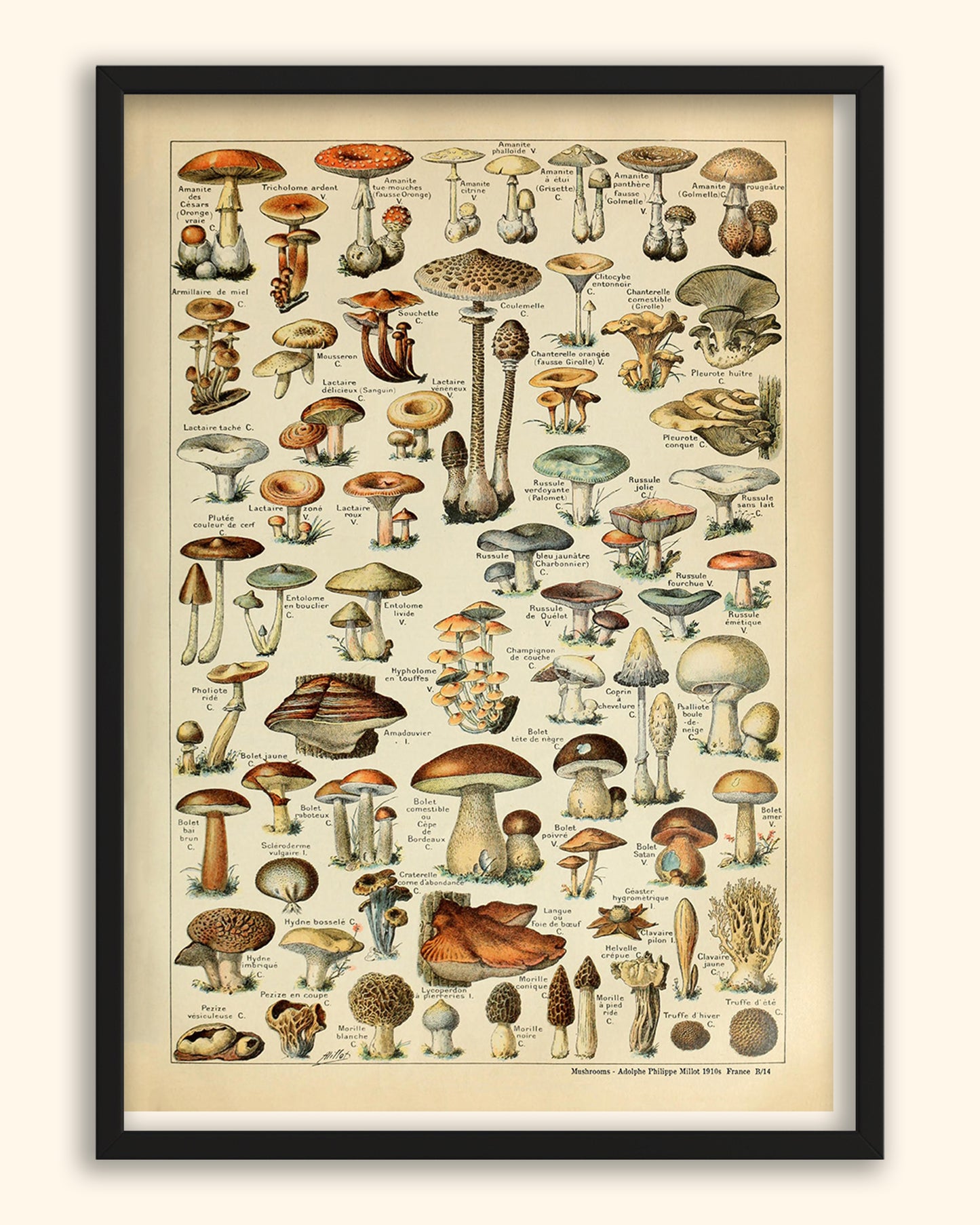 Mushrooms -  Adolphe Philippe Millot 1910s | France