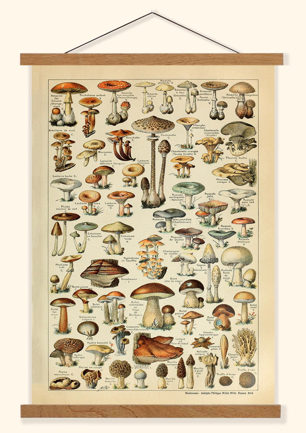 Mushrooms -  Adolphe Philippe Millot 1910s | France