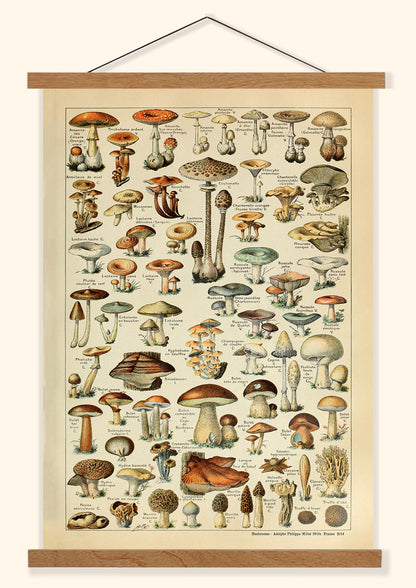 Mushrooms -  Adolphe Philippe Millot 1910s | France