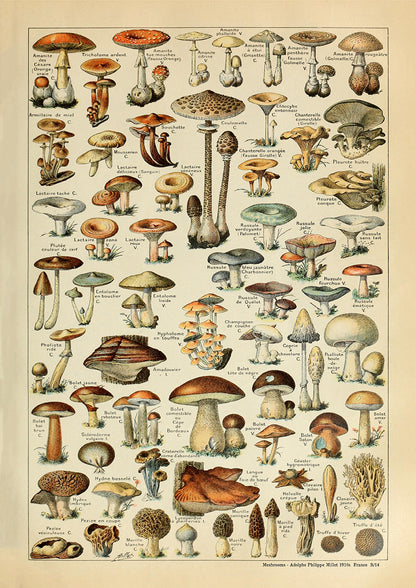 Mushrooms -  Adolphe Philippe Millot 1910s | France