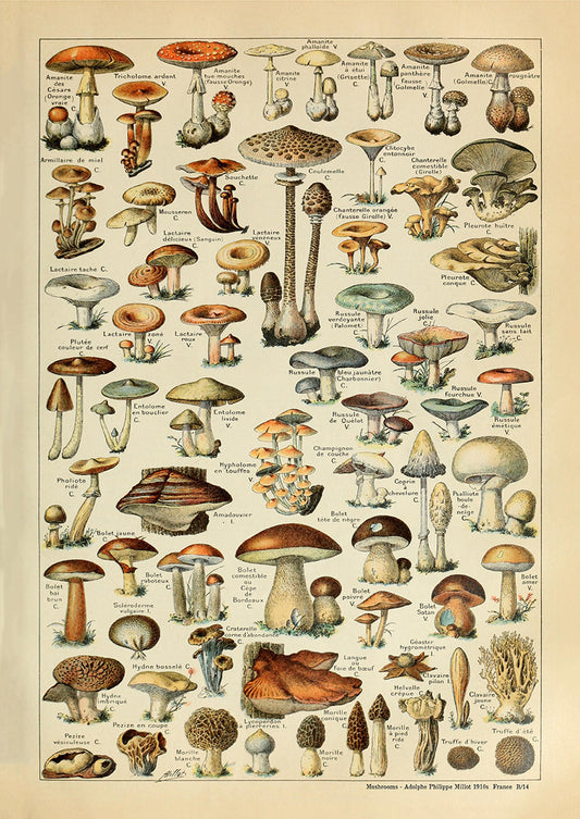 Mushrooms -  Adolphe Philippe Millot 1910s | France