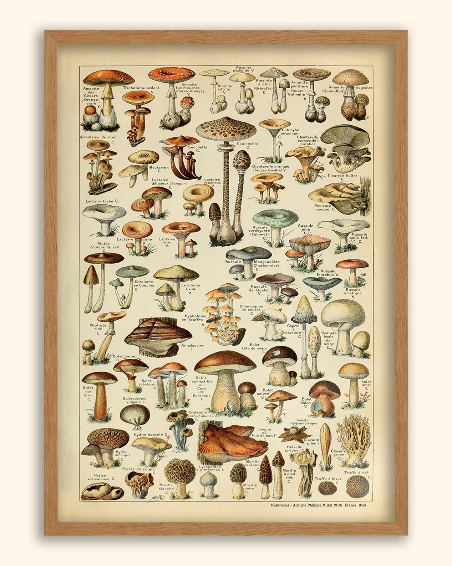 Mushrooms -  Adolphe Philippe Millot 1910s | France