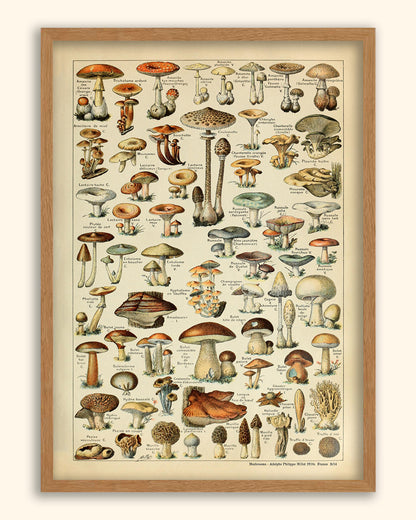 Mushrooms -  Adolphe Philippe Millot 1910s | France