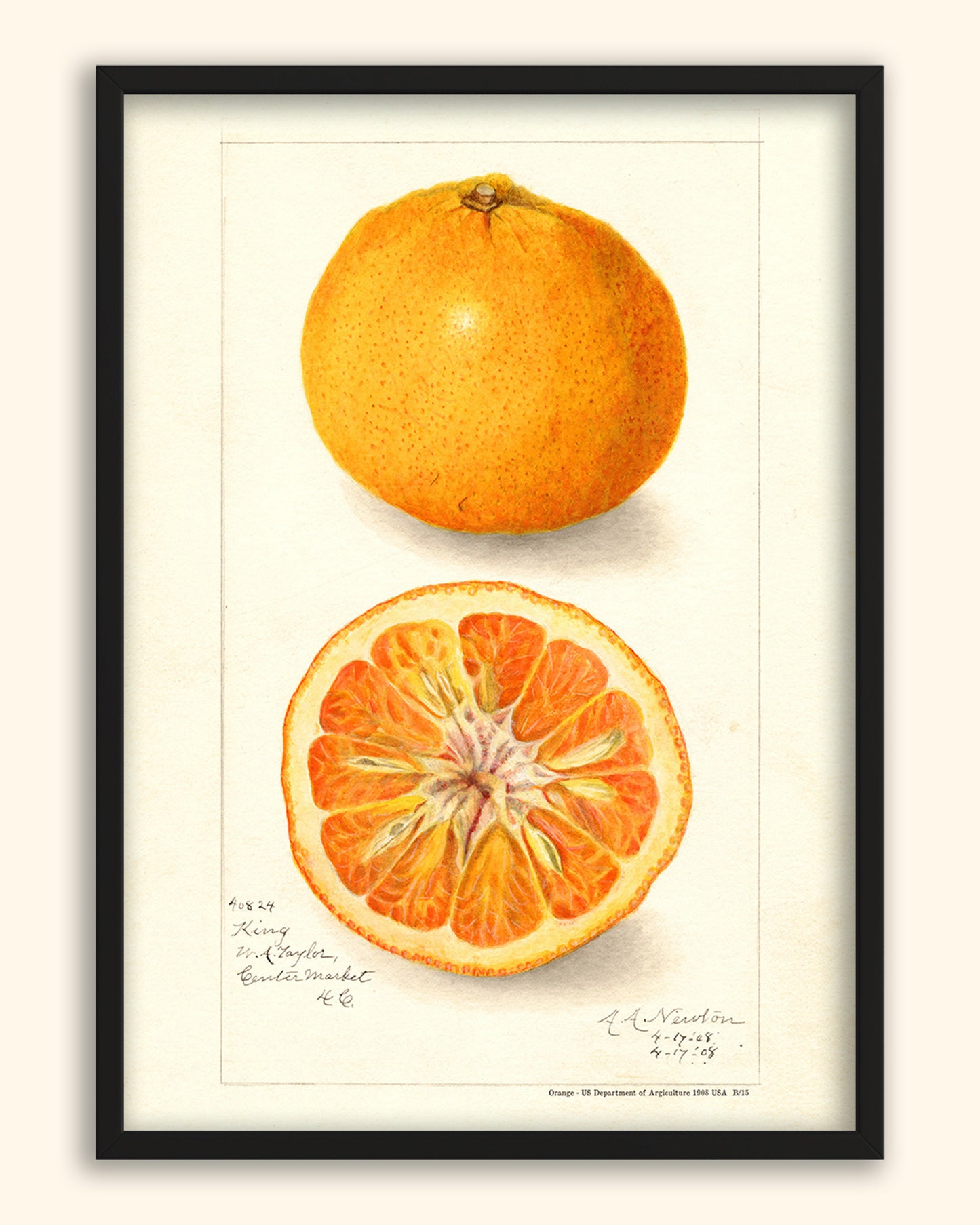 Orange - US Department of Agriculture 1908 | USA