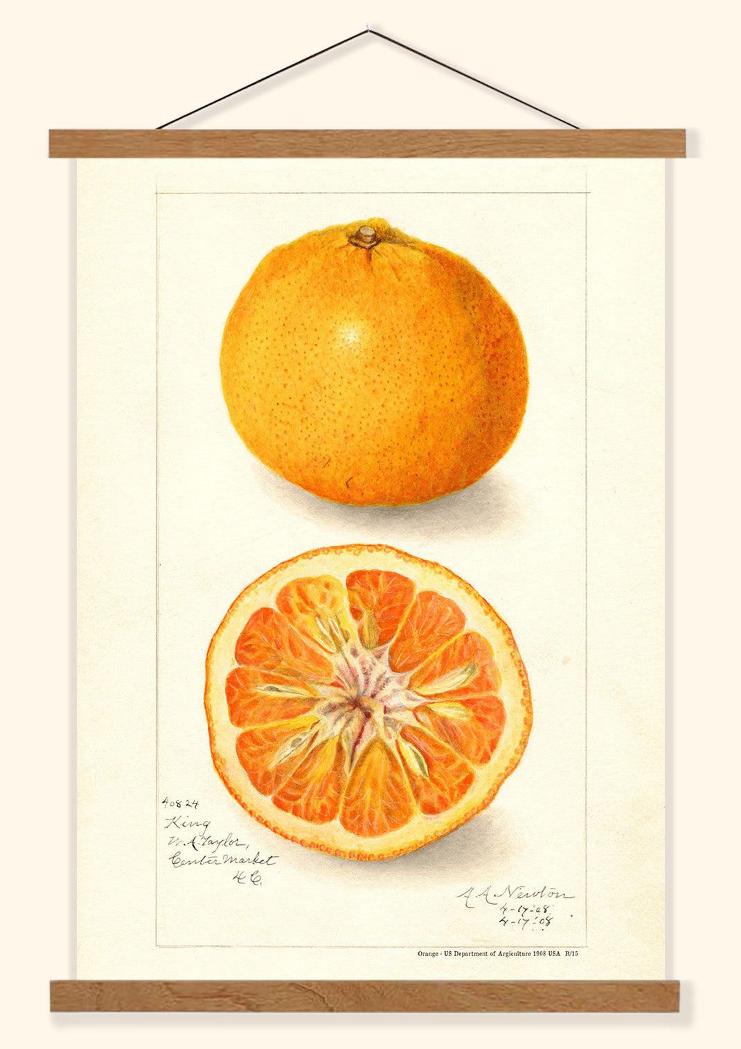 Orange - US Department of Agriculture 1908 | USA