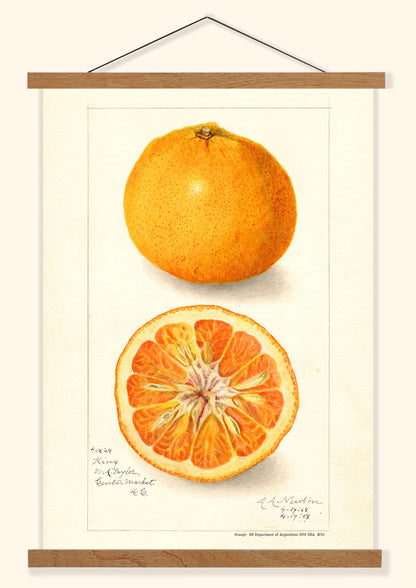 Orange - US Department of Agriculture 1908 | USA