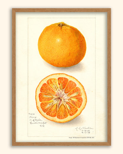 Orange - US Department of Agriculture 1908 | USA