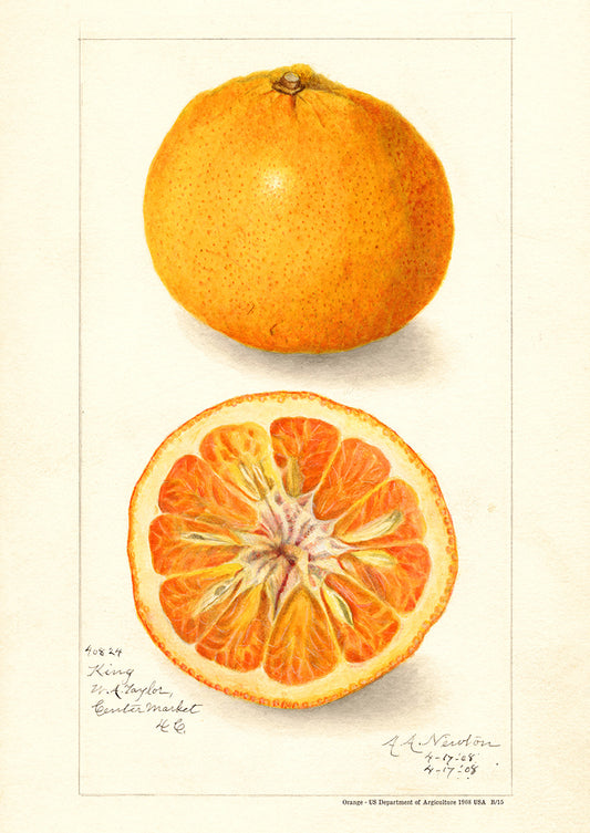 Orange - US Department of Agriculture 1908 | USA