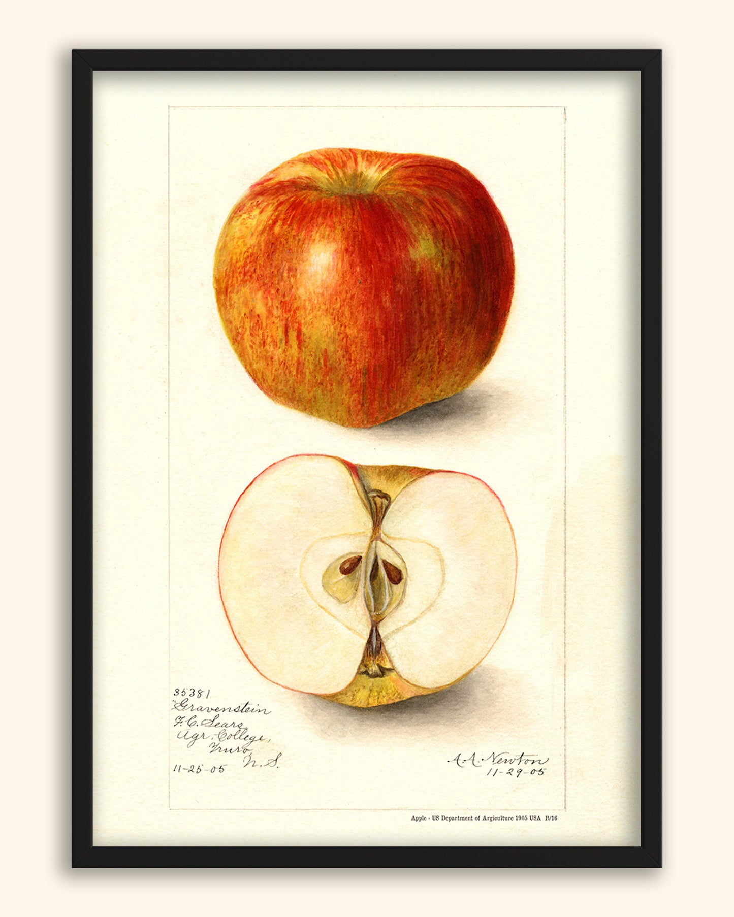 Apple - US Department of Agriculture 1905 | USA