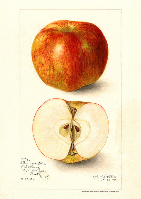 Apple - US Department of Agriculture 1905 | USA