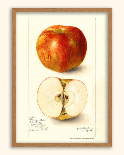 Apple - US Department of Agriculture 1905 | USA
