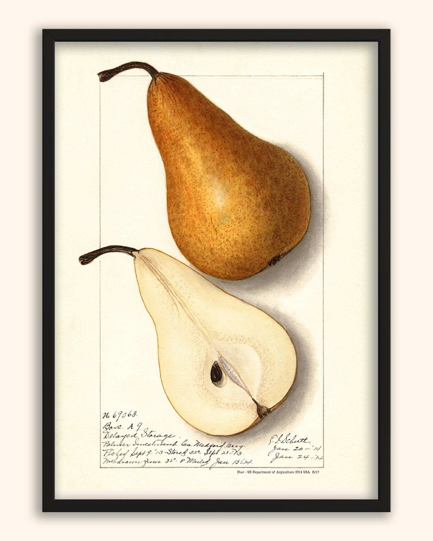 Pear - US Department of Agriculture 1914 | USA