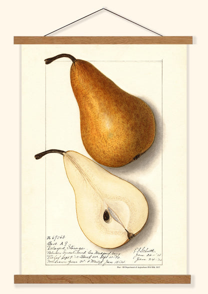 Pear - US Department of Agriculture 1914 | USA