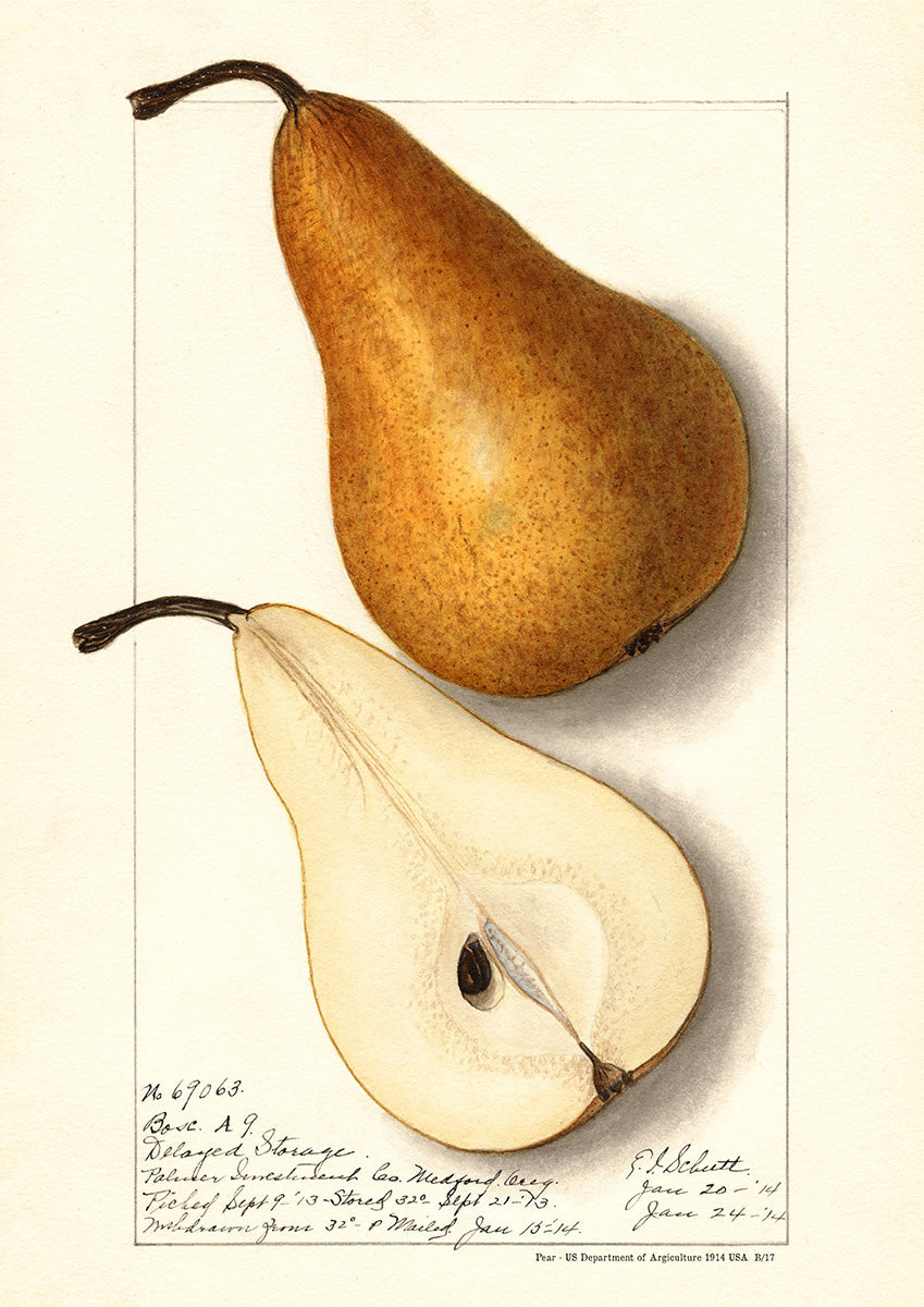 Pear - US Department of Agriculture 1914 | USA