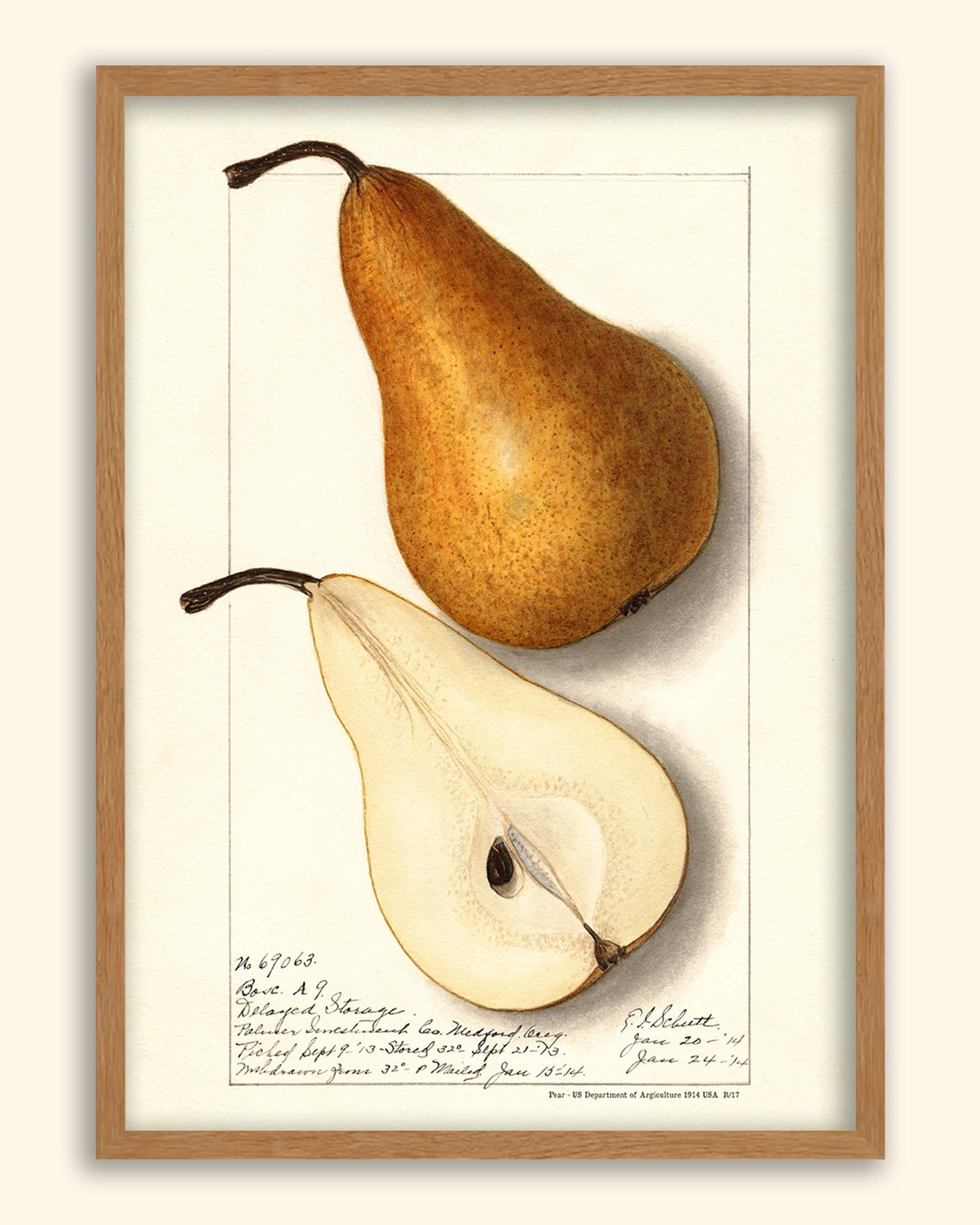 Pear - US Department of Agriculture 1914 | USA