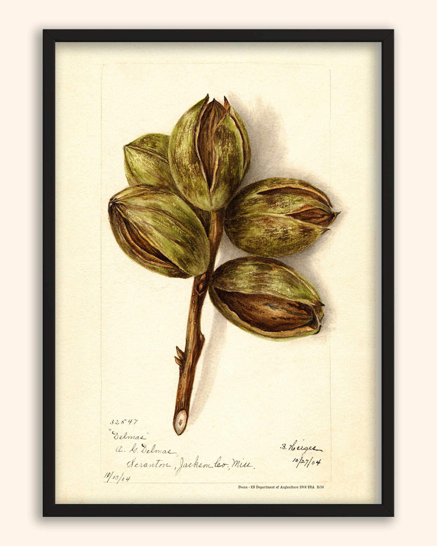 Pecan- US Department of Agriculture 1904 | USA