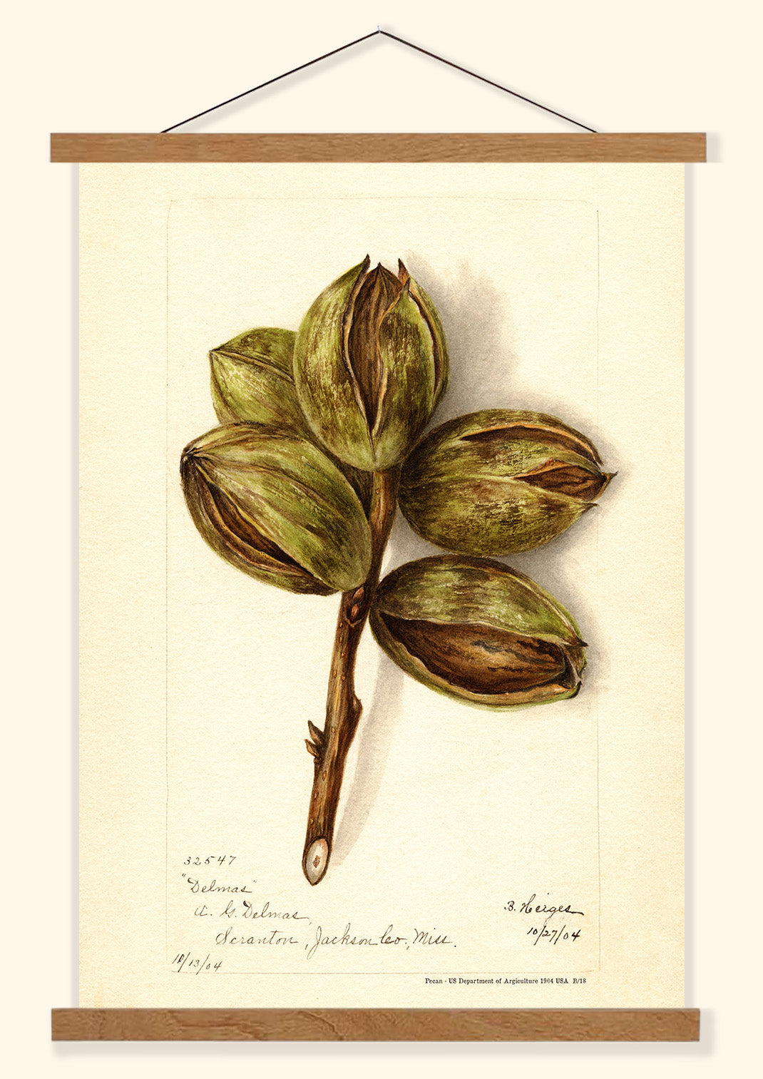 Pecan- US Department of Agriculture 1904 | USA