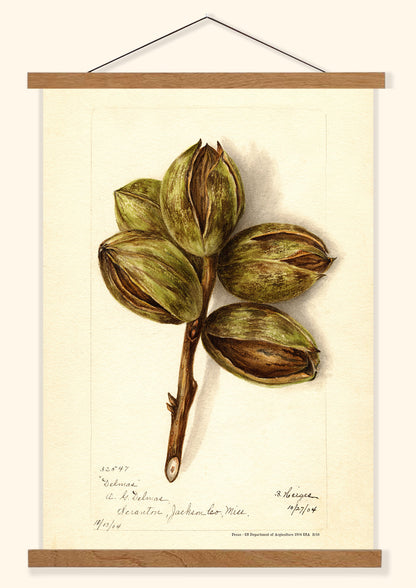 Pecan- US Department of Agriculture 1904 | USA