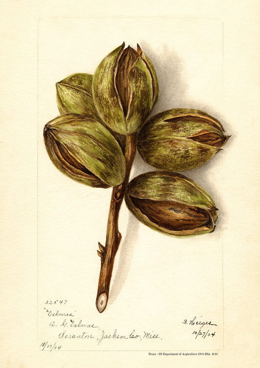 Pecan- US Department of Agriculture 1904 | USA