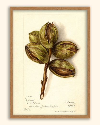 Pecan- US Department of Agriculture 1904 | USA