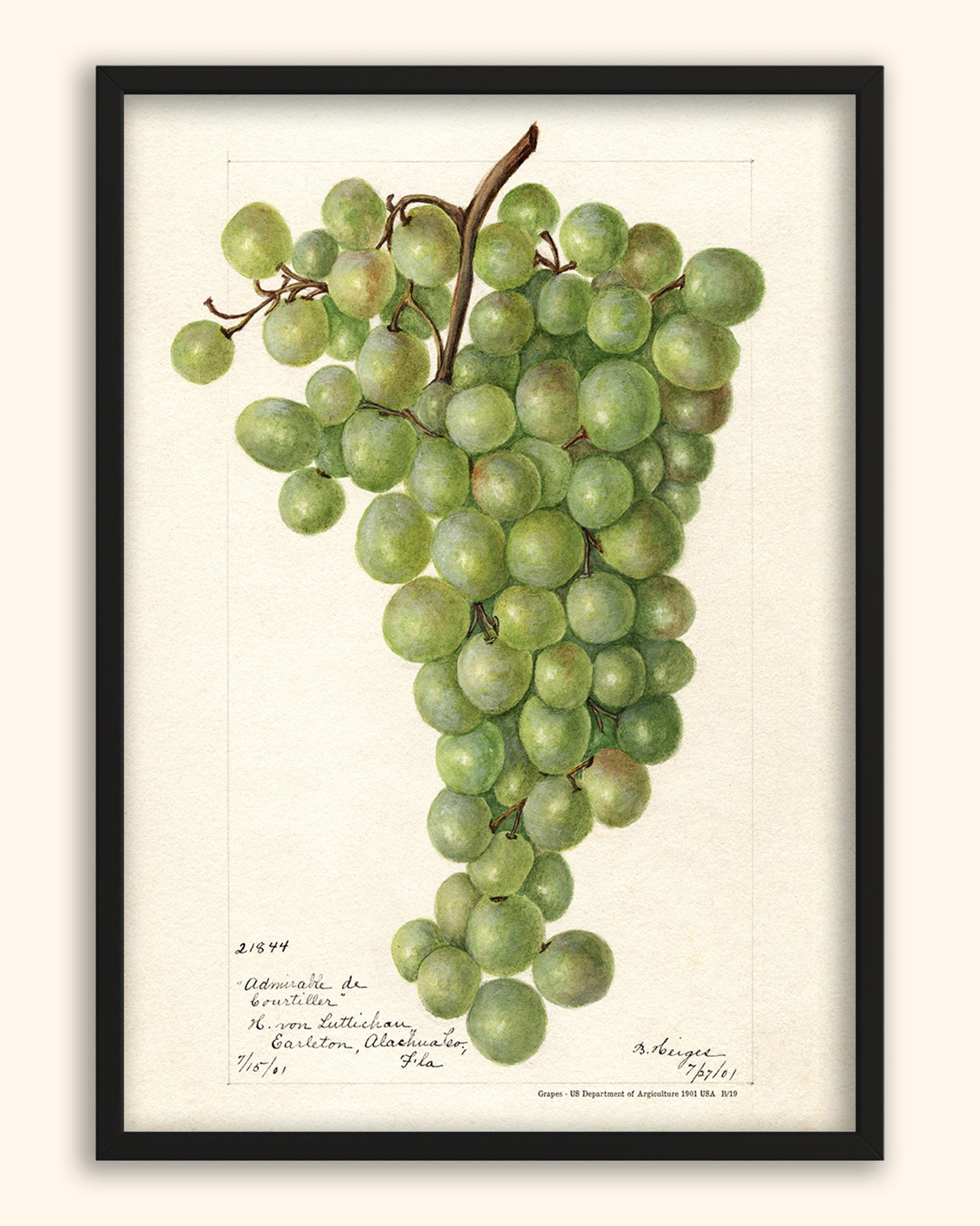 Grapes - US Department of Agriculture 1901 | USA