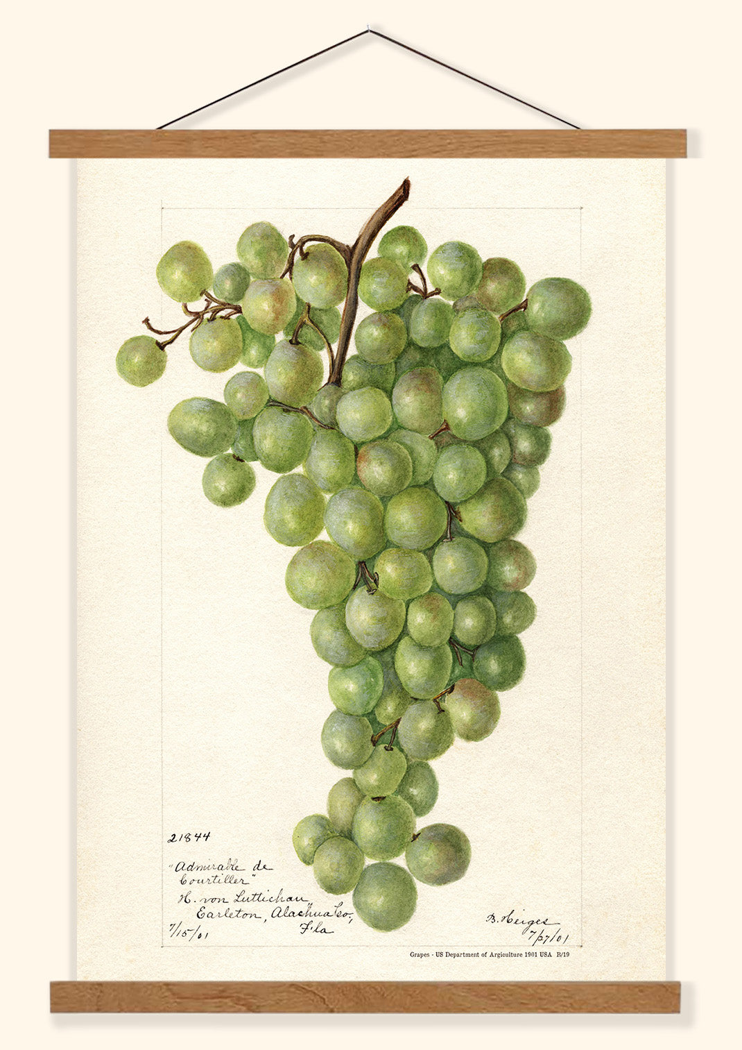 Grapes - US Department of Agriculture 1901 | USA