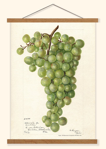 Grapes - US Department of Agriculture 1901 | USA