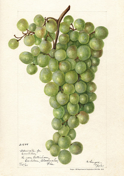 Grapes - US Department of Agriculture 1901 | USA