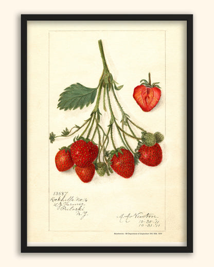 Strawberries - US Department of Agriculture 1911 | USA