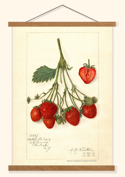 Strawberries - US Department of Agriculture 1911 | USA