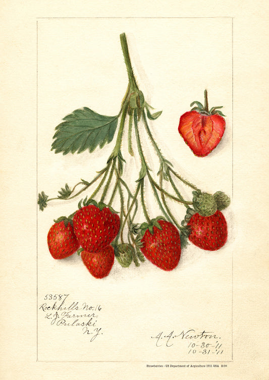 Strawberries - US Department of Agriculture 1911 | USA