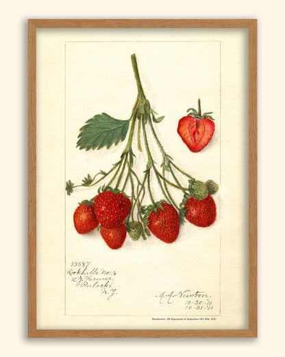 Strawberries - US Department of Agriculture 1911 | USA