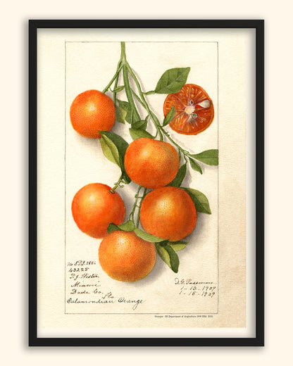 Oranges - US Department of Agriculture 1909 | USA
