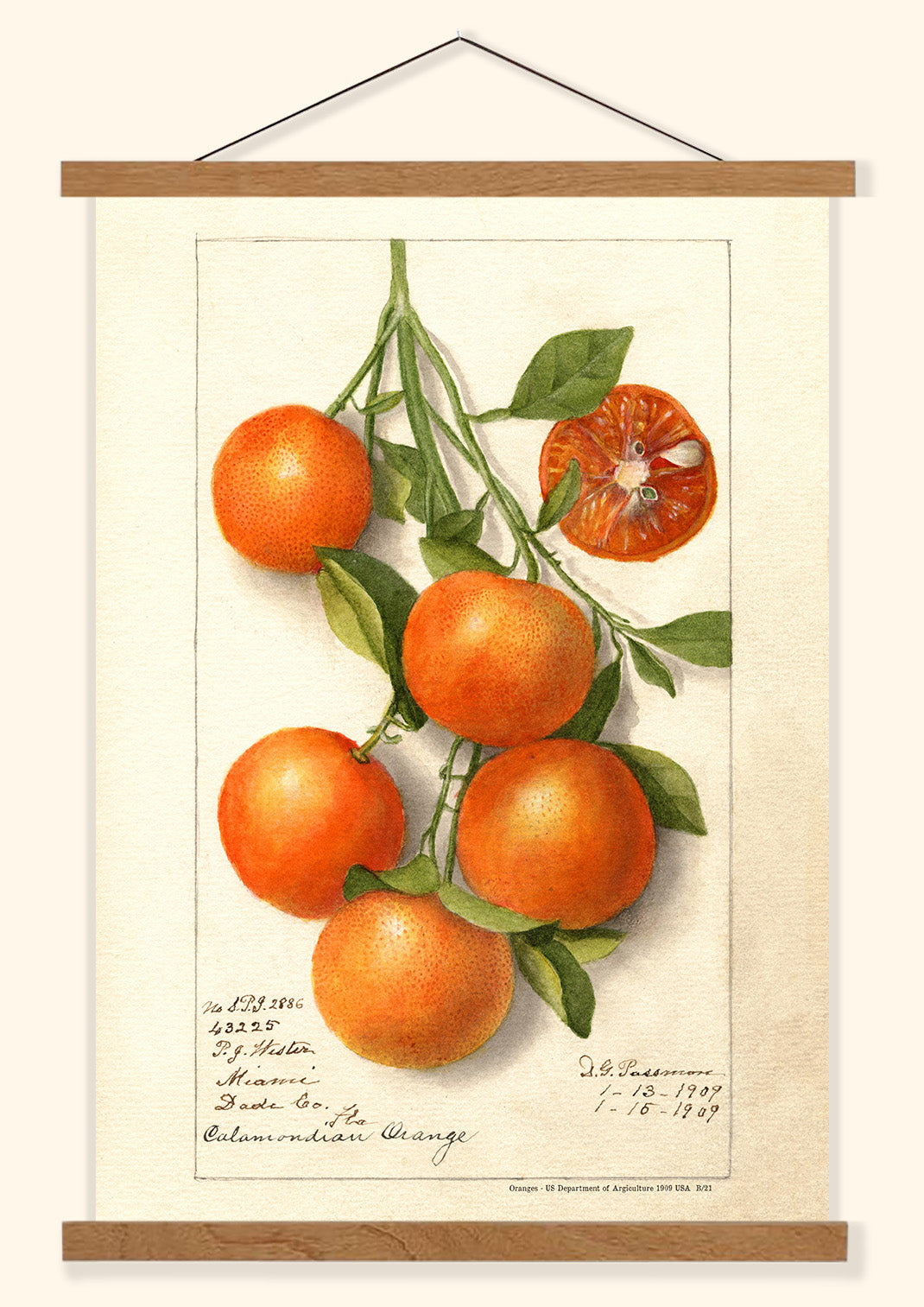 Oranges - US Department of Agriculture 1909 | USA