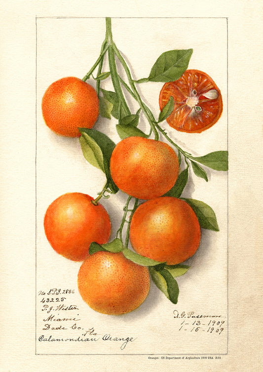 Oranges - US Department of Agriculture 1909 | USA
