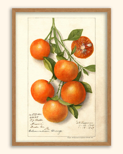 Oranges - US Department of Agriculture 1909 | USA