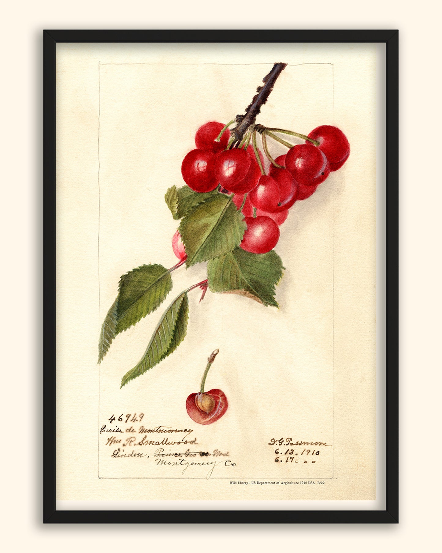Wild Cherries - US Department of Agriculture 1910 | USA