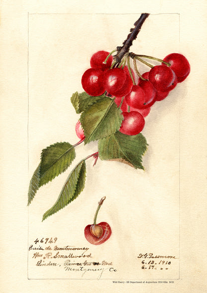Wild Cherries - US Department of Agriculture 1910 | USA