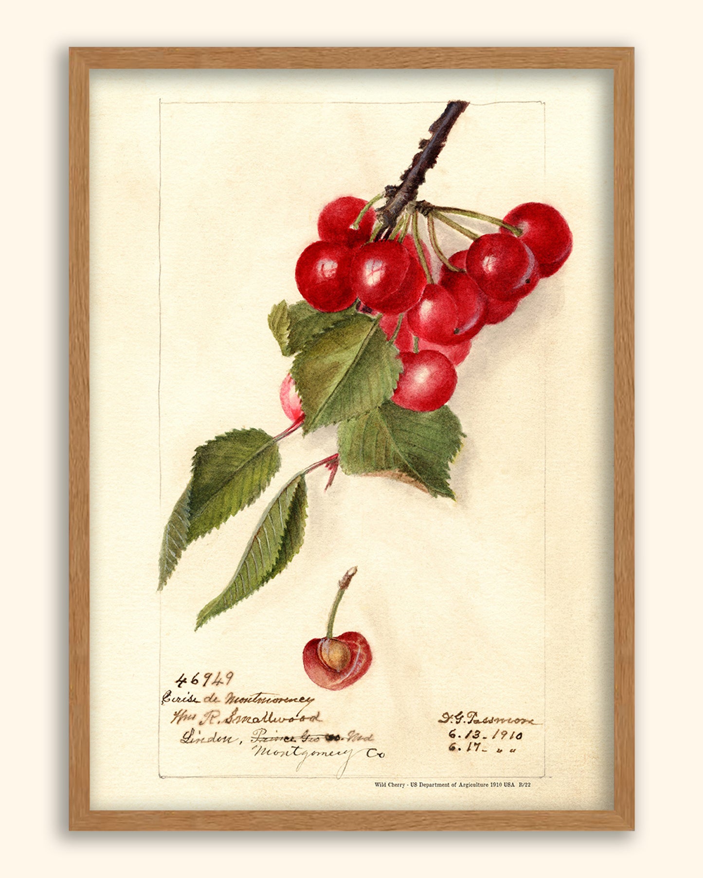 Wild Cherries - US Department of Agriculture 1910 | USA